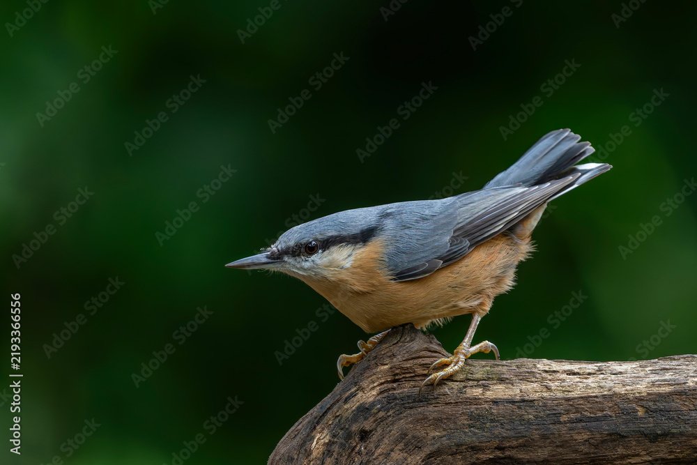 Fototapeta premium The Eurasian nuthatch or wood nuthatch (Sitta europaea) sitting in the forest in the Netherlands with a nice background