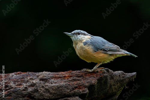 фотографія The Eurasian nuthatch or wood nuthatch (Sitta europaea) sitting in the forest in