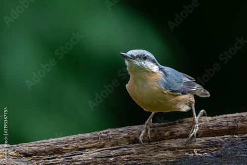 Canvastavla The Eurasian nuthatch or wood nuthatch (Sitta europaea) sitting in the forest in