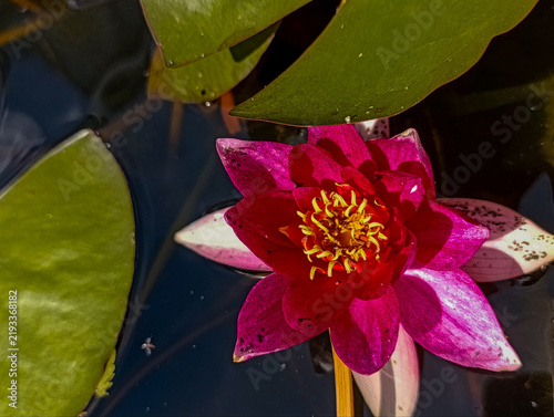 Konstfotografi Red pink water lily flower blooming on dark pond water, top view