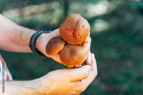 Suede bolete mushrooms in forest with selective focus