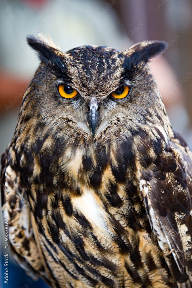 Fototapeta premium Eurasian eagle-owl (Bubo bubo), Austria