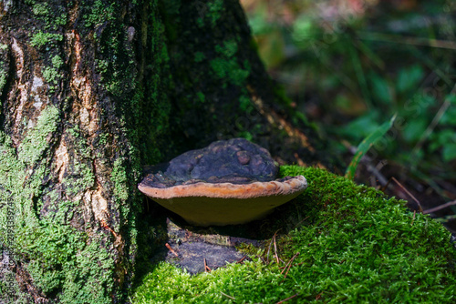 Obraz na płótnie Bracket Fungus Growing on Mossy Tree Trunk in Forest