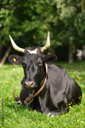 Black cow graze in a field among the grass. Insects attack, bite, sit on the cow. Selective focus
