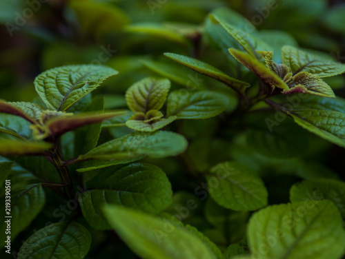 фотографія Fresh Mint Leaves Mentha with Purple Stems and New Growth in Soft Low Light — Co