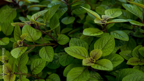 фотографія Fresh Mint Leaves Mentha with Purple Stems and New Growth in Soft Low Light — Co