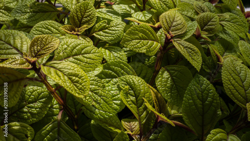 Konstfotografi Fresh Mint Leaves Mentha with Purple Stems and New Growth in Soft Low Light — Co