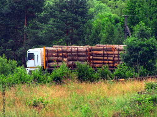 Logging truck loaded with raw pine timber logs driving near green forest
