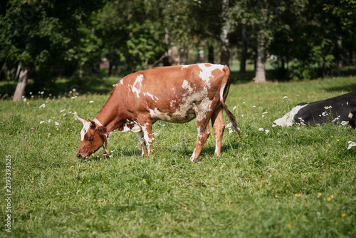 Brown and white cow graze in a field among the grass.  Selective focus