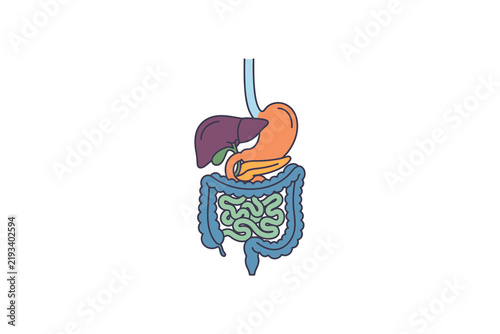 Bild auf Leinwand Human Digestive System Flat Vector Illustration