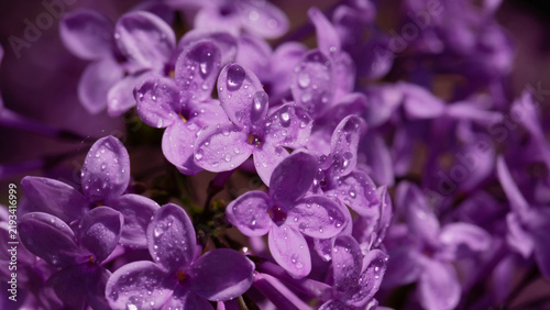Purple lilac blossoms glisten with dew droplets in a soft, intimate closeup. ...