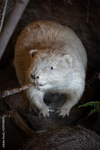 Fotografie Taxidermied albino beaver near a branch.