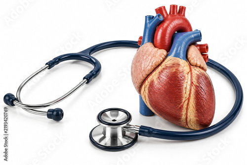 Detailed anatomical heart model with a medical stethoscope isolated on white