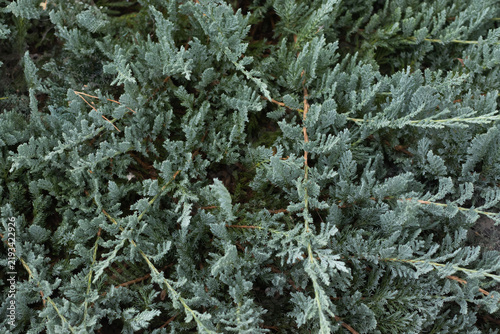 Cuadro en lienzo Close view of green shrub foliage showing details of branches and leaves in a ga