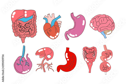 Photography Set of Stylized Anatomical Human Organ Icons Featuring Internal Bodily Systems f