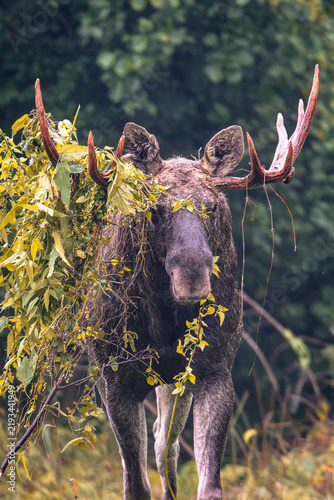 Moose during the rut