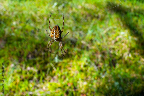 European Garden Spider, cross spider, Araneus diadematus or Orb-Weaver in Green Natural Habitat