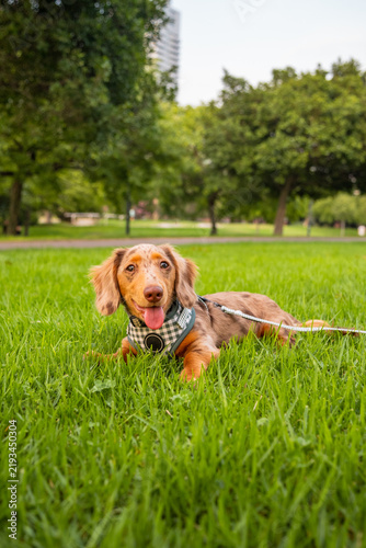 Foto Dapple dachshund puppy relaxing on green grass in park