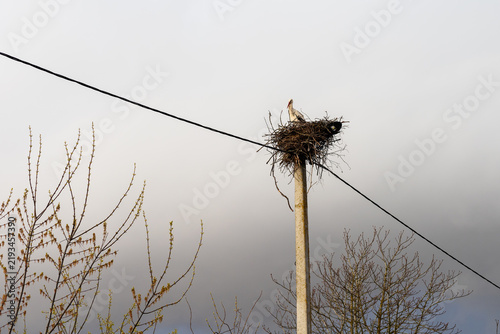 Fotografía Bird nest on wooden utility pole with angled support wires, overcast sky, and le