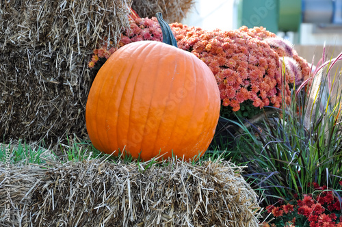 Pumpkin on a farm