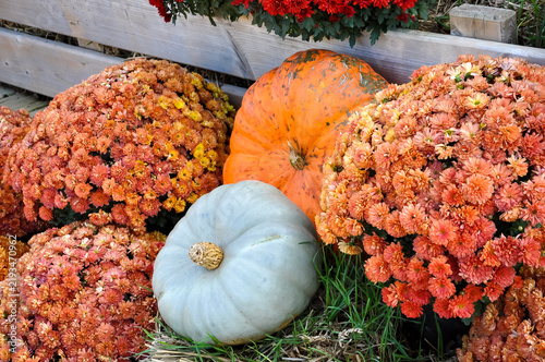 Pumpkins and flowers in the farm market