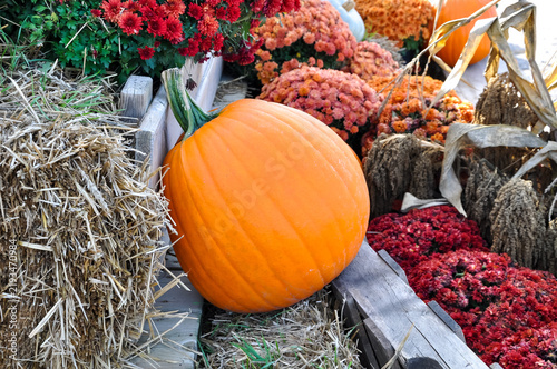 Pumpkins over hay in the farm