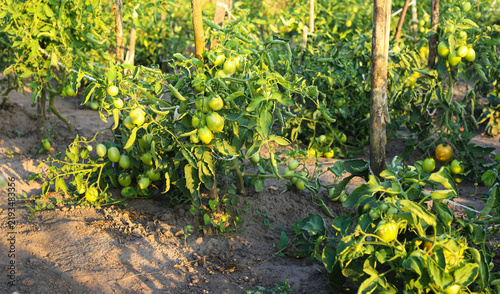 Ripe, red, still green tomatoes grow on the bush, in the rays of the setting sun. Small household. Ecological product. The concept of agriculture.