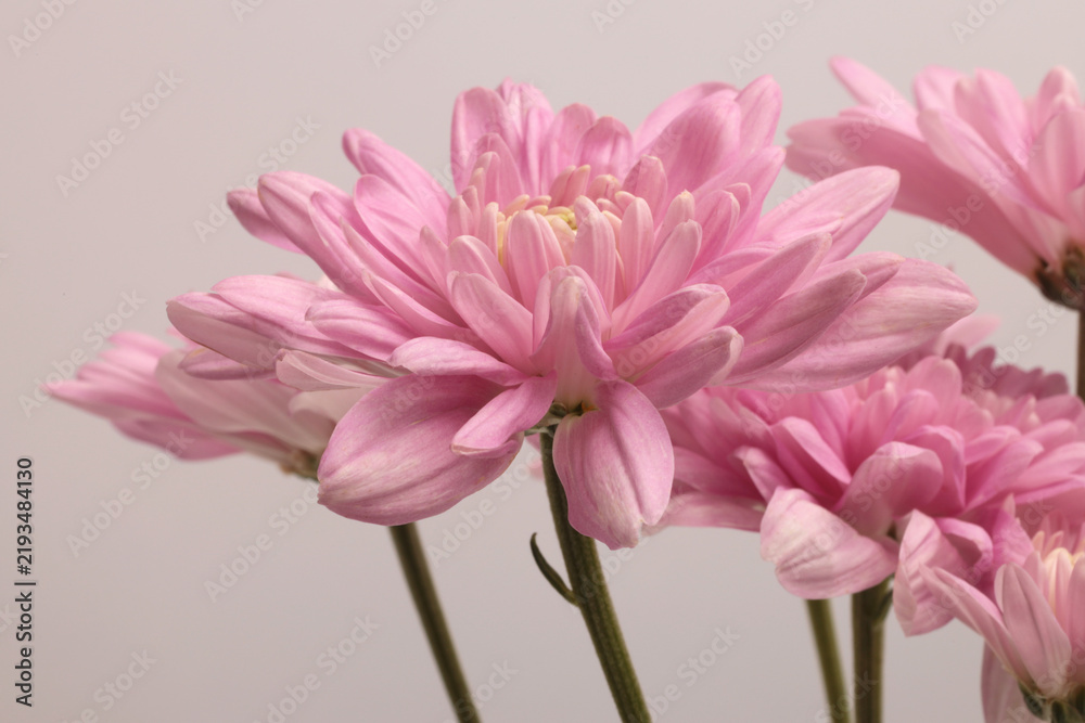 Obraz premium Close-up selected soft focus cream beige pink Chrysanthemums; aster, gerbera Flower bud, stem, leaf. Neutral gray background