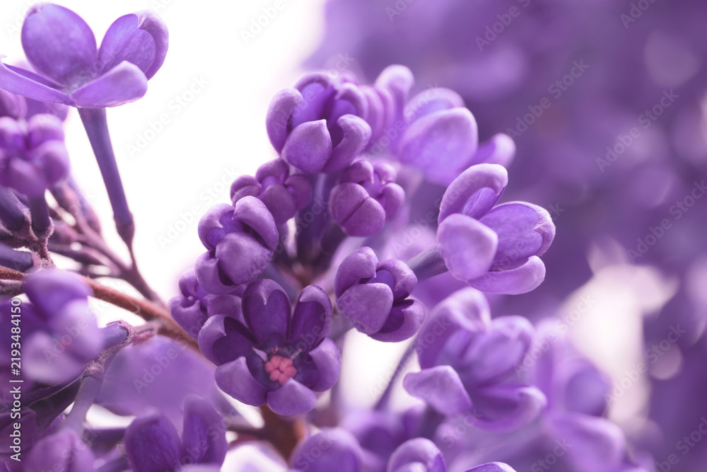Obraz premium Selective soft focus Violet Purple Lilac Flower branch bouquet. Nature light background.
