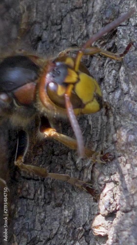 Detailed view of hornet on rough bark. Sharp mandibles and prominent yellow and black stripes visible. Reflects important role in pollination and forest pest regulation