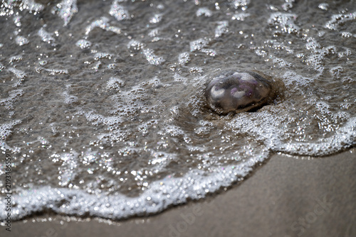 Quadro su tela Jellyfish washed ashore on a sandy beach in Skagen Denmark with sea water foam covering the coastline