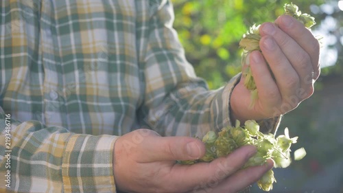  Fresh green hop cones are known for their unique shape. Valued for brewing, hops provide bitterness and balance in beer, complementing the sweetness of malt. Sunlight highlights green backdrop