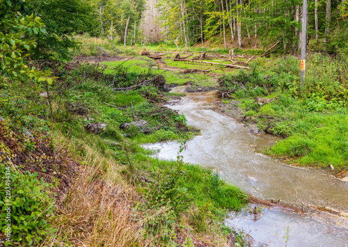Broken beaver dam in a forest valley, with fallen logs, muddy water and a disrupted stream channel surrounded by lush woodland vegetation.