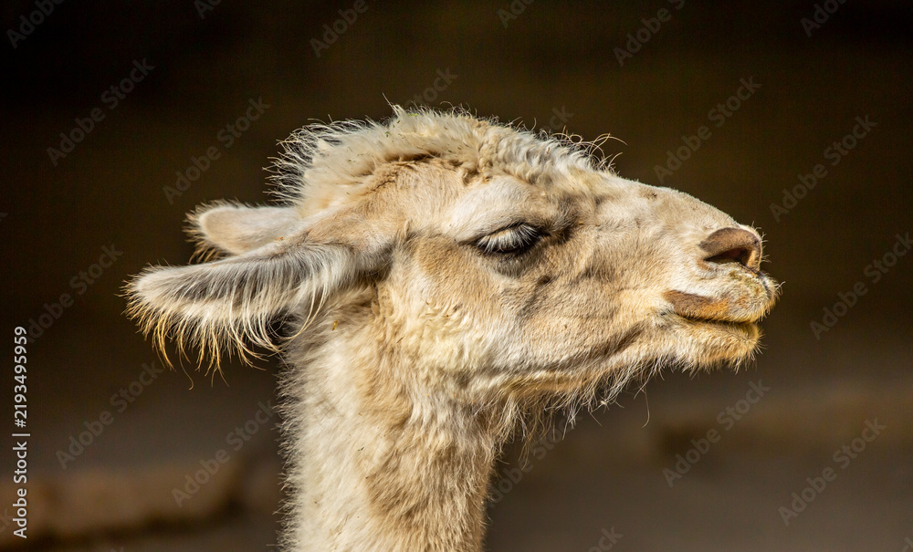 Fototapeta premium Llama close-up. Portrait of a light-colored llama.