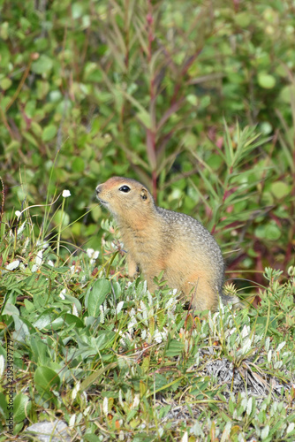 Arctic ground squirrel