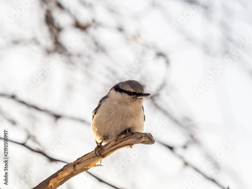 Obraz na plátně Eurasian nuthatch or wood nuthatch, lat
