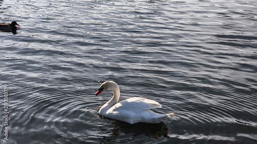 фотографія White swan gracefully swimming in vltava river, prague