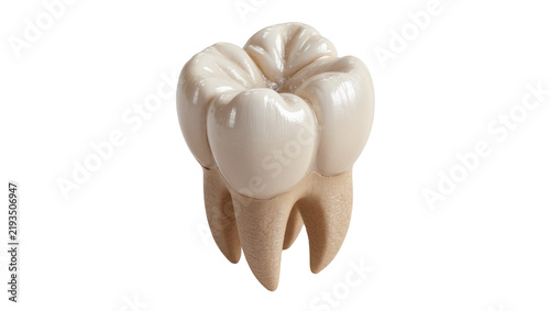 Принти на полотні Realistic human molar tooth with three roots, isolated on transparent background