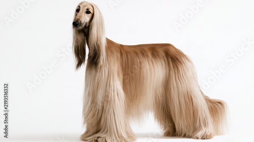 Obraz na płótnie Afghan Hound