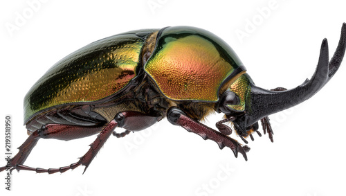 Foto Iridescent green and gold scarab beetle with black horn, isolated on transparent