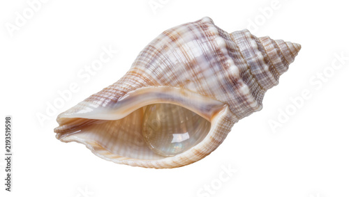 Quadro su tela Spiral seashell with intricate patterns, isolated on transparent background