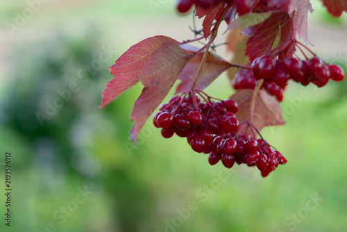 Obraz na płótnie Red viburnum berries  with copy space
