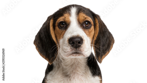 Obraz na płótnie Adorable tricolor Beagle puppy face with soulful eyes, isolated on transparent b