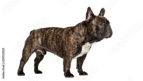 Obraz na płótnie Brindle French Bulldog standing alertly, isolated on transparent background