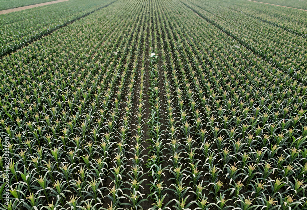 Obraz premium Sustainable agriculture and food security, aerial view of a large corn field with rows of green crops in a rural landscape during the summer season