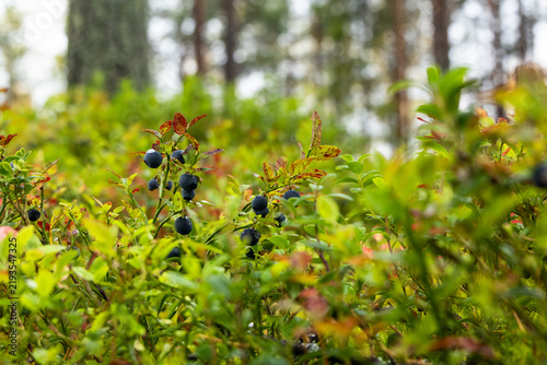 Ripe wild blueberries growing on bushes in Swedish forest