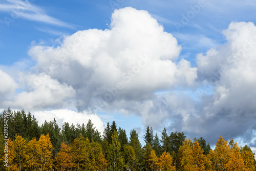 Golden and green autumn forest under dramatic clouds in Sweden