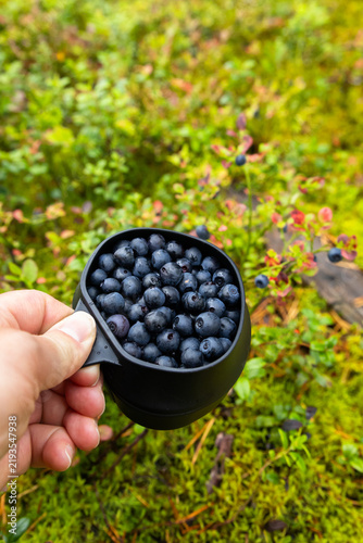 Hand holding a cup filled with wild blueberries in Sweden