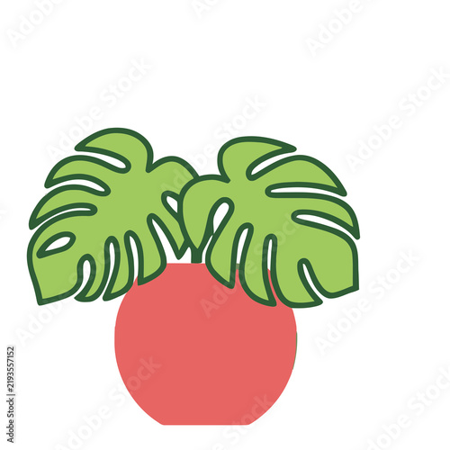 Monstera plant in a red pot