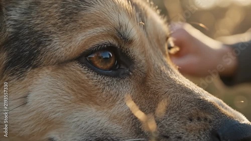 Close-up of rescue dog with expressive eyes on World Animal Day, showing pure hope and connection with gentle human touch. 